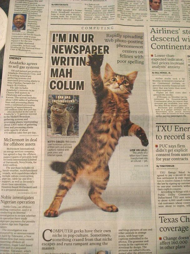 newspaper-cats