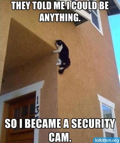 funny-cat-lolcat-security-cam1