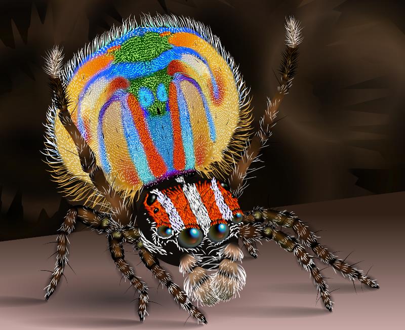 pretty spider