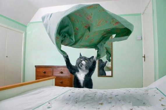 House_Cat_Making_The_Bed