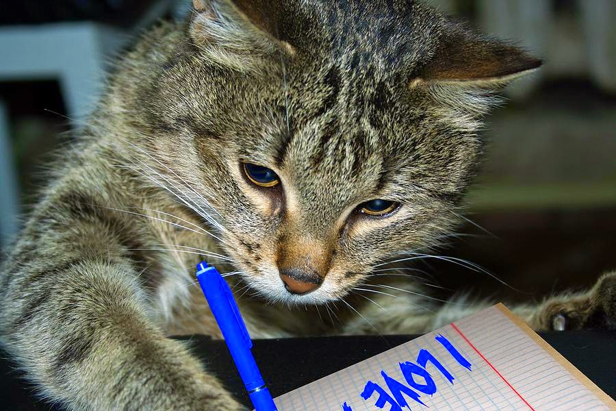 Cat-writing