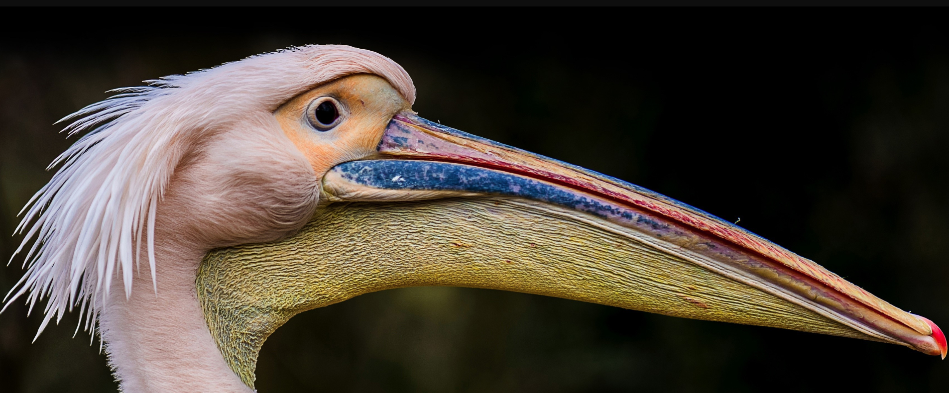 bird long beak